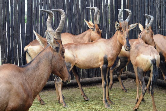 Red Hartebeest Breeding Herd